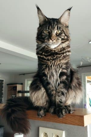 DES CHATS D AYMCELI - Image 2