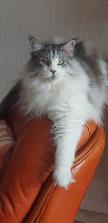 CHARRON SYLVIE - Image 7