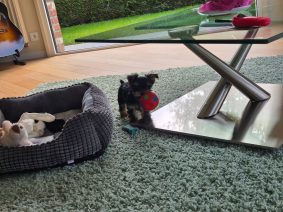 DESSE VALERIE     ELEVEUR  DE YORKSHIRE TERRIER  DANS LE 59540