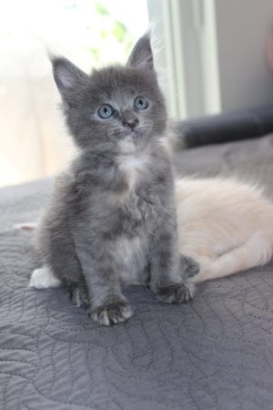 PLUME’S LITTLEPAWS - Image 36