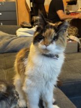 chatterie des Norv de félines