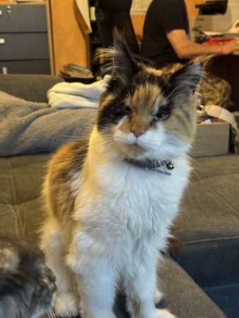 chatterie des Norv de félines - Image 1