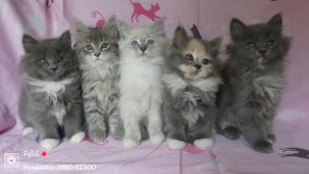 Chat Sibérien « du Puits Secret »