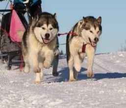 FROM WHITE MOUNTAIN LAPLAND
