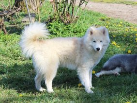 TAMA-INU