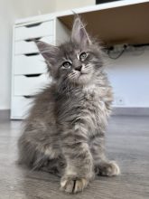 La chatterie des sortilèges Coon