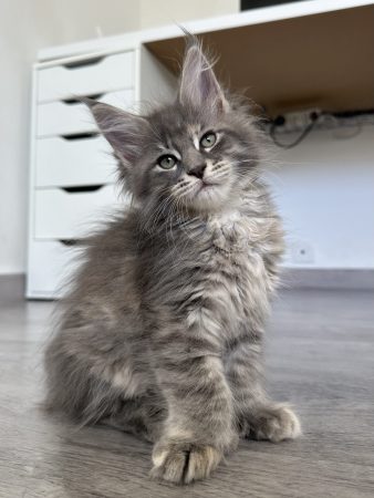La chatterie des sortilèges Coon - Image 3