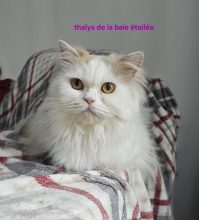 CHATTERIE DE LA BAIE ETOILEE