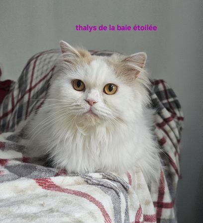 CHATTERIE DE LA BAIE ETOILEE - Image 3