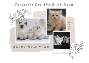 DE SACRE DE COTERLEY & DES SHELDRICK NEVA