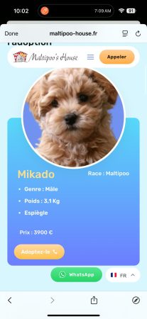 Maltipoo-House.fr - Image 2