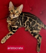 DE BENGAL STYLE LUXE