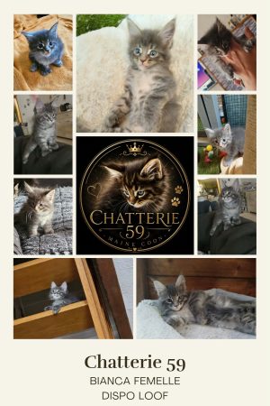 Chatterie 59 - Image 2