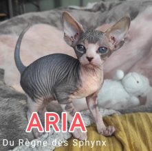 LE REGNE DES SPHYNX