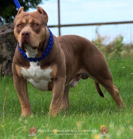 JAGUAR BULLY KENNEL - Image 23