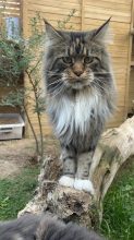 CHATTERIE DU MONT D ANGELYS
