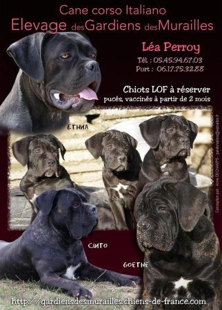 PERROY LEA - Image 2
