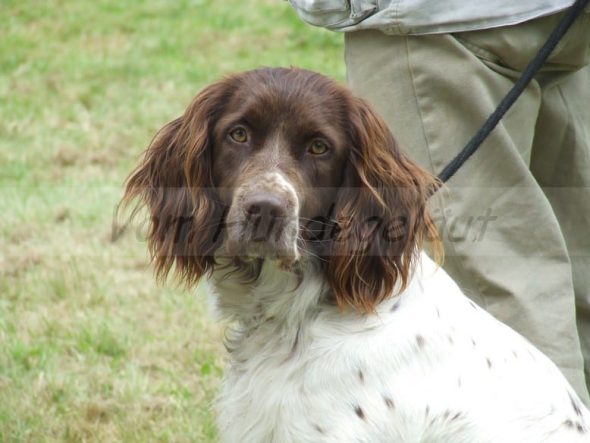 VOM HUNDEGELAUT - Image 8