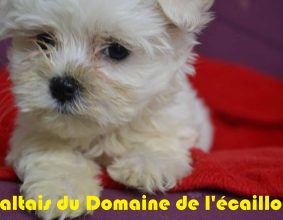 DOMAINE DE L ECAILLON