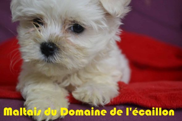 DOMAINE DE L ECAILLON - Image 2