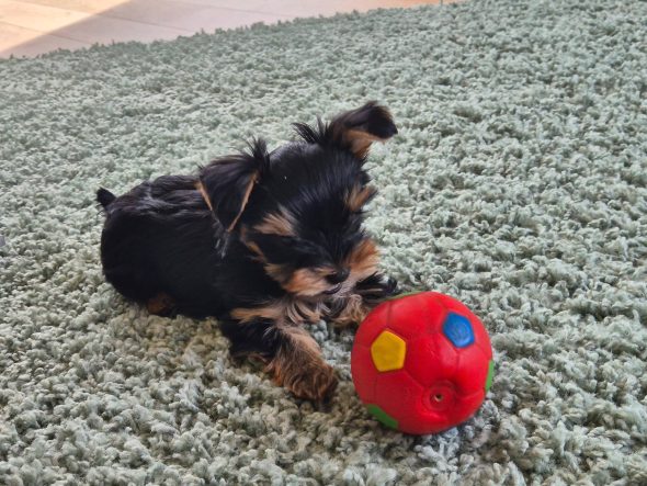 DESSE VALERIE     ELEVEUR  DE YORKSHIRE TERRIER  DANS LE 59540 - Image 2