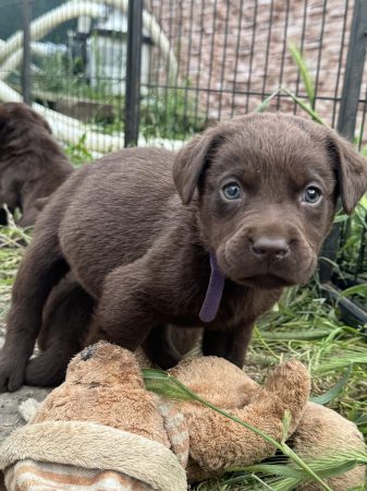 Du Royaume du Labrador et sa chocolaterie - Image 16