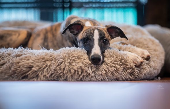 DES PLAINES DES BRUYERES – Whippet et Golden Retriever - Image 6