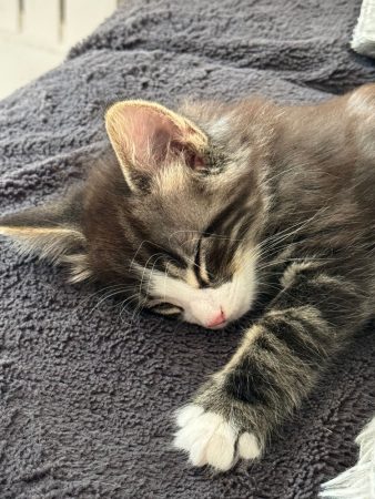 CHATTERIE MEWDIE KATT - Image 3