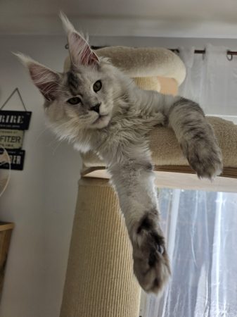 CHATTERIE DES NOELLYCAT COONS - Image 10