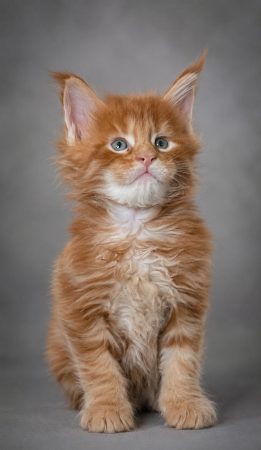 CHATTERIE MAINE COONS OF IRISH TOUCH - Image 8