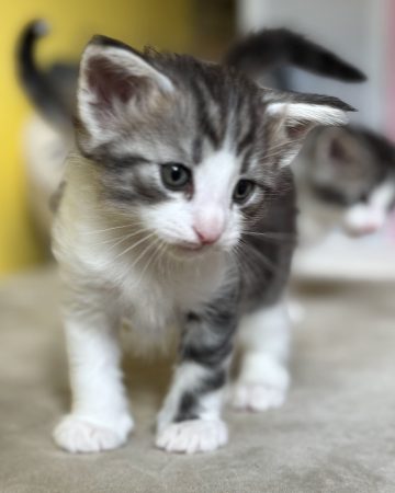 CHATTERIE MEWDIE KATT - Image 21
