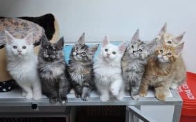 CHATTERIE D&rsquo;AUSTRALANDCOONS