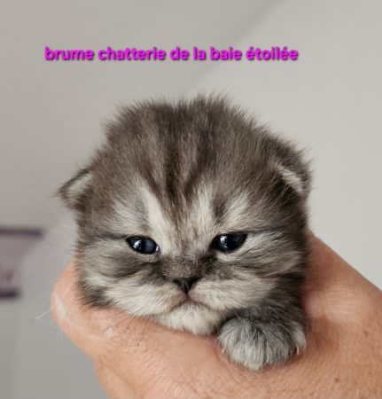 CHATTERIE DE LA BAIE ETOILEE - Image 12