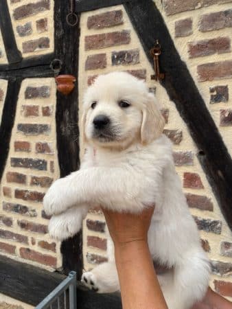 OF DARLING DOG - Image 36