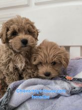 Maltipoo-House.fr