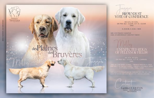 DES PLAINES DES BRUYERES – Whippet et Golden Retriever - Image 10