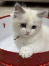 KOCATAS YAREN