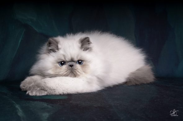 CHATTERIE AU COEUR DU SOLEIL - Image 13
