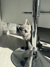 CHATTERIE DE M BEAUTY
