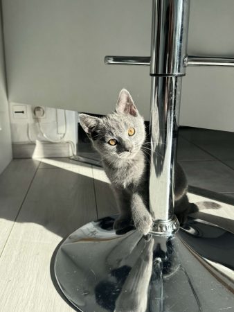 CHATTERIE DE M BEAUTY - Image 2