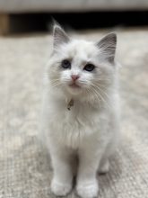 KOCATAS YAREN