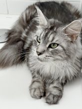 Les Chatons de Zaïa