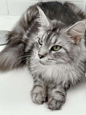 Les Chatons de Zaïa - Image 3