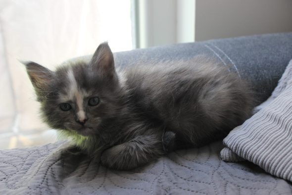 PLUME’S LITTLEPAWS - Image 5