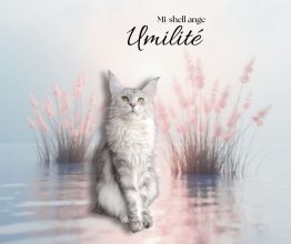 CHATTERIE DE LA JETPET&rsquo;S COON