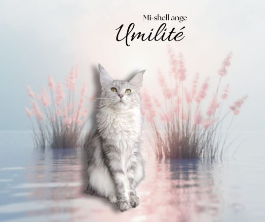 CHATTERIE DE LA JETPET&rsquo;S COON - Image 3