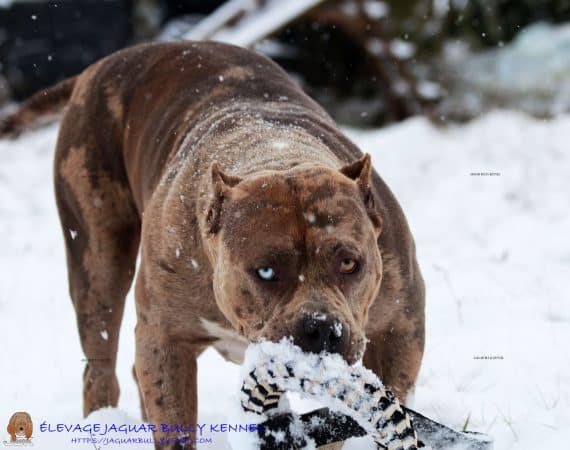 JAGUAR BULLY KENNEL - Image 10