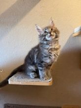 CHATTERIE DE CAVENON