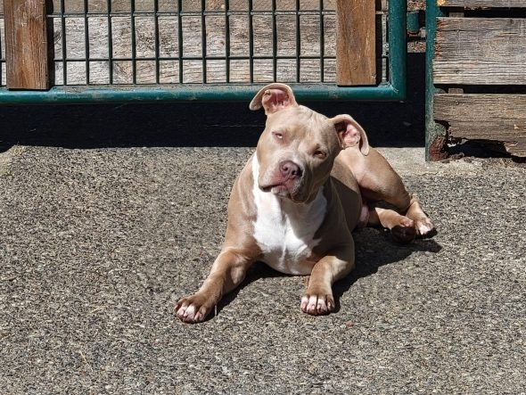 BREIZH BULLY KENNEL - Image 6
