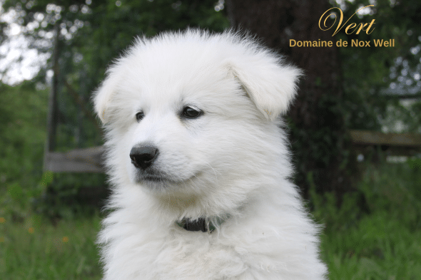 DOMAINE NOX WELL - Image 28